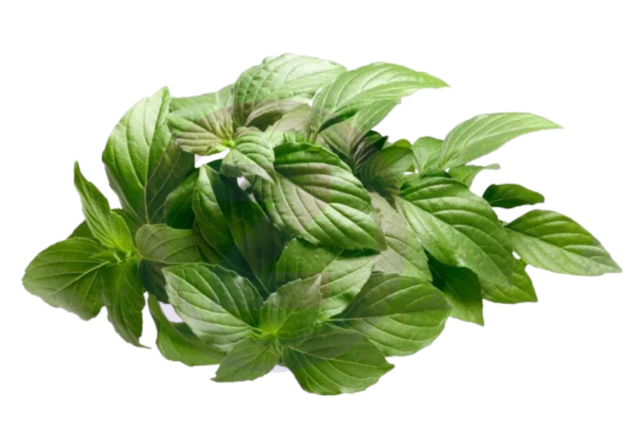 Basilic Citron Botte