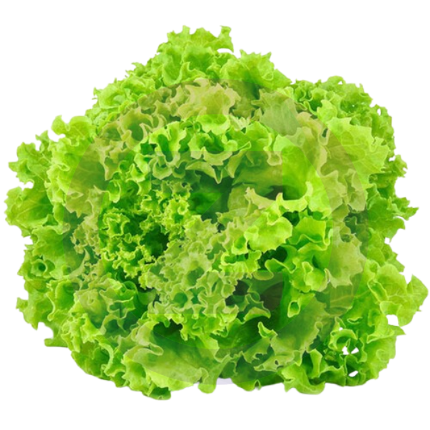 Salade Batavia Cat I