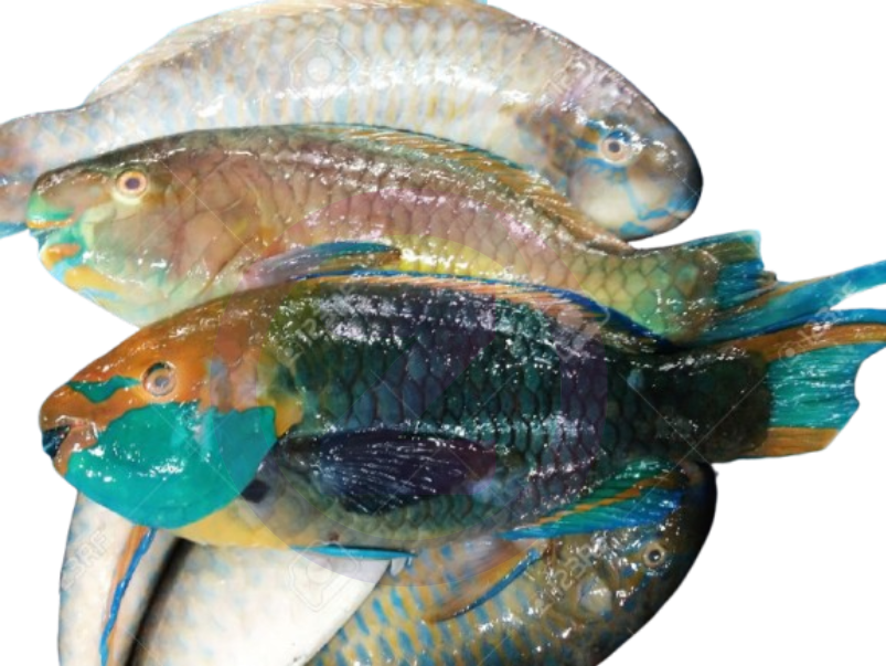 Poisson Perroquets 1KG