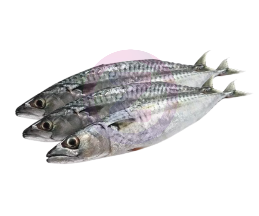Maquereaux Sachet 1KG