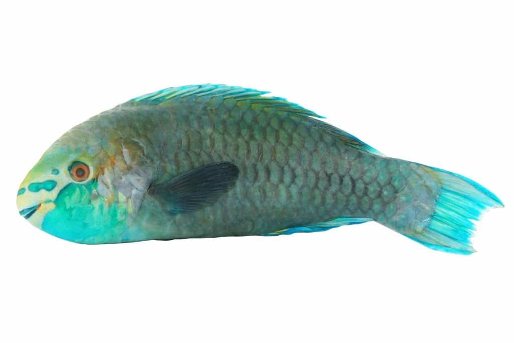 Poisson Perroquet 1kg