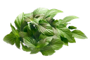 Basilic Citron Botte