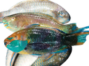 Poisson Perroquets 1KG
