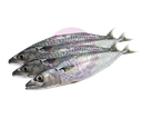 Maquereaux Sachet 1KG