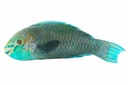 Poisson Perroquet 1kg