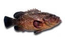 Poisson Mérou 2kg 